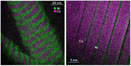 nanowire of Cu/Ni