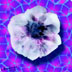 Penrose tiled alloy