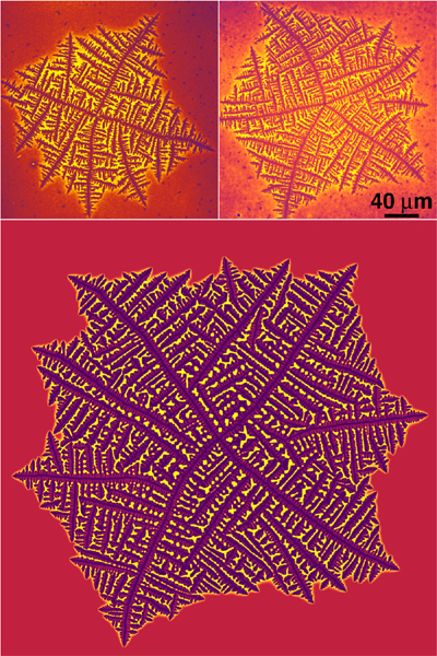dendrite fig2